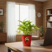 Golden Money Plant With Self Watering Pot
