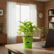 Golden Money Plant With Self Watering Pot