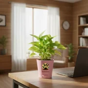 Golden Money Plant With Self Watering Pot