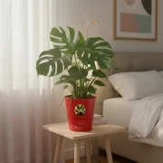 Monstera Deliciosa – Swiss Cheese Plant