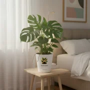 Monstera Deliciosa – Swiss Cheese Plant