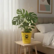 Monstera Deliciosa – Swiss Cheese Plant