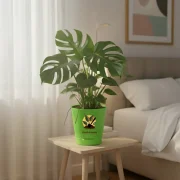 Monstera Deliciosa – Swiss Cheese Plant
