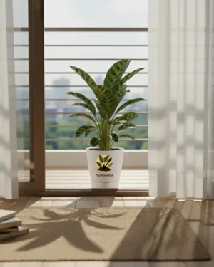 Calathea Palm – Decorative Indoor Palm