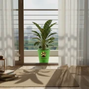 Calathea Palm – Decorative Indoor Palm