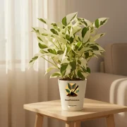 Money Plant N’Joy – Variegated Indoor Plant