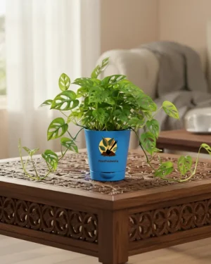 Broken Heart Plant – Decorative Indoor Vine