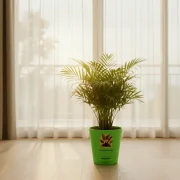 Areca Palm – Indoor Air Purifying Palm