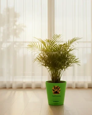 Areca Palm – Indoor Air Purifying Palm