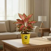 Aglaonema Pink Valentine Plant With Self Watering Pot