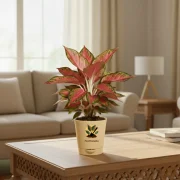 Aglaonema Red Lipstick Plant With Self Watering Pot