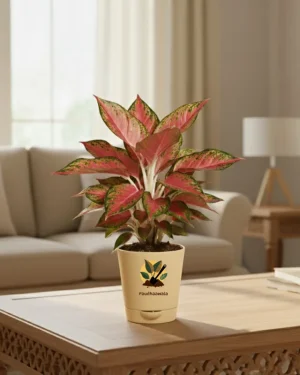 Aglaonema Pink Valentine Plant With Self Watering Pot