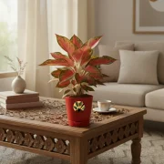 Aglaonema Red Lipstick Plant With Self Watering Pot