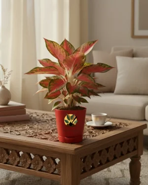 Aglaonema Red Lipstick Plant With Self Watering Pot
