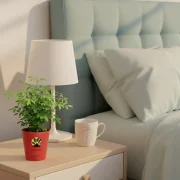 China Doll Plant – Compact Indoor Plant