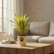 Dracaena Lemon Lime – Fresh Green Indoor Plant