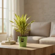 Dracaena Lemon Lime – Fresh Green Indoor Plant