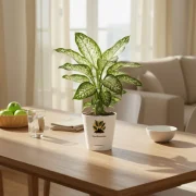 Dieffenbachia Tropic – Broad Leaf Indoor Plant