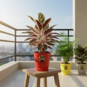 Calathea Triostar – Pink & Green Indoor Plant