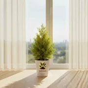 Thuja Plant – Compact Evergreen Plant