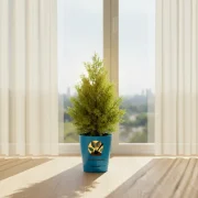 Thuja Plant – Compact Evergreen Plant