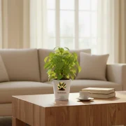 Betel Leaf Plant – Medicinal & Fragrant Plant