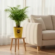 Chamaedorea Palm – Bamboo Palm Indoor Plant