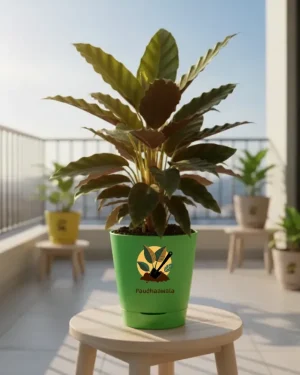Calathea Rufibarba – Furry Feather Plant