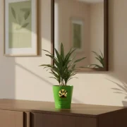 Dracaena Draco – Dragon Tree Indoor Plant