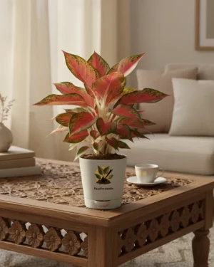 Aglaonema Red Lipstick Plant With Self Watering Pot
