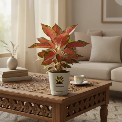 Aglaonema Red Lipstick Plant With Self Watering Pot