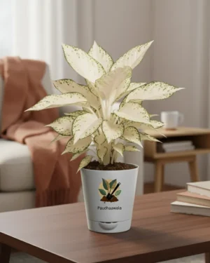 Aglaonema Snow White with Self Watering Plant