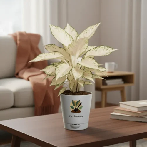 Aglaonema Snow White with Self Watering Plant