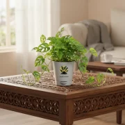 Broken Heart Plant – Decorative Indoor Vine