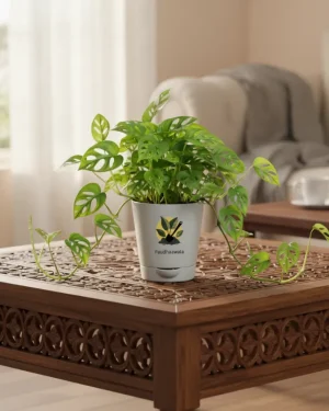 Broken Heart Plant – Decorative Indoor Vine