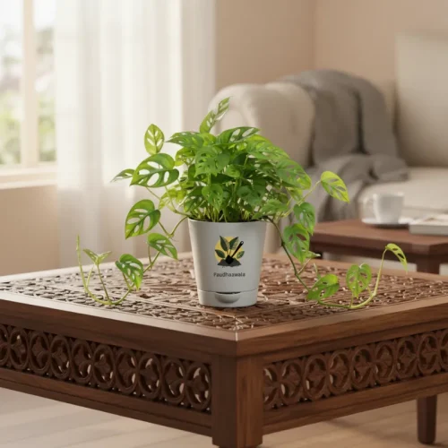 Broken Heart Plant – Decorative Indoor Vine
