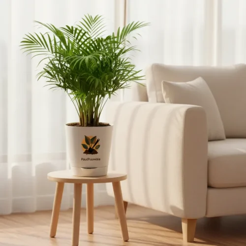 Chamaedorea Palm – Bamboo Palm Indoor Plant