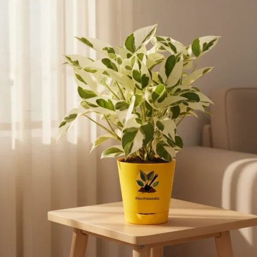Money Plant N’Joy – Variegated Indoor Plant
