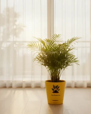 Areca Palm – Indoor Air Purifying Palm