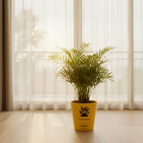 Areca Palm – Indoor Air Purifying Palm