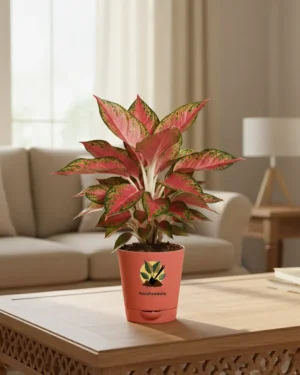 Aglaonema Pink Valentine Plant With Self Watering Pot