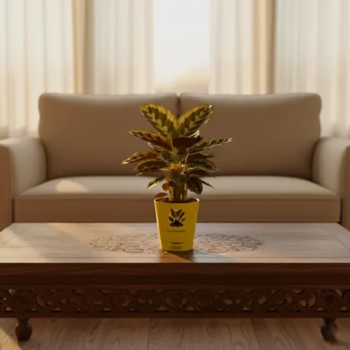 Peacock Plant – Patterned Leaf Indoor Plant