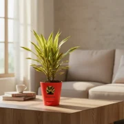 Dracaena Lemon Lime – Fresh Green Indoor Plant