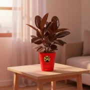 Rubber Plant Black – Indoor Air Purifier