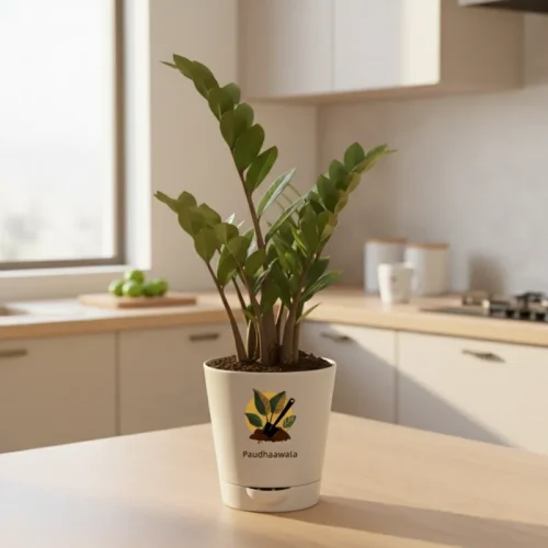 Zamia ZZ Plant – Easy Care Indoor Plant