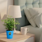 China Doll Plant – Compact Indoor Plant