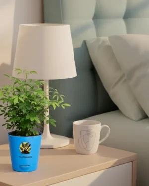 China Doll Plant – Compact Indoor Plant