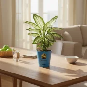 Dieffenbachia Tropic – Broad Leaf Indoor Plant