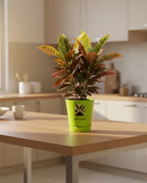 Croton Petra – Colorful Indoor Decorative Plant