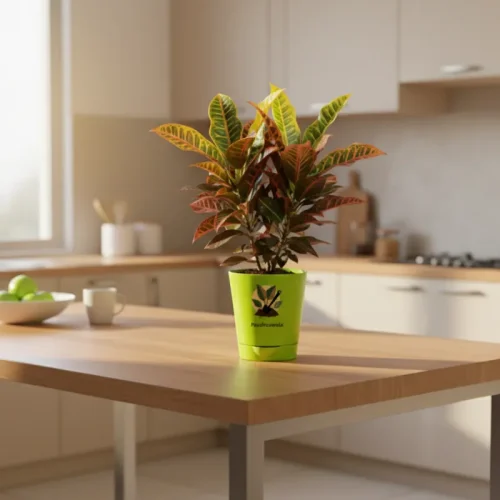 Croton Petra – Colorful Indoor Decorative Plant